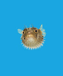 NGK: Puzzle Book of the Ocean-Activity: 益智解謎 Puzzle & Quiz-買書書 BuyBookBook