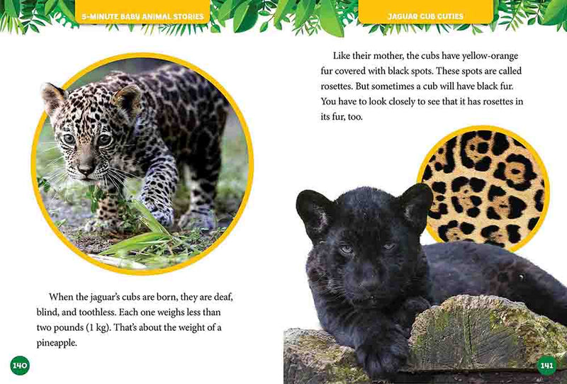 NGK: 5-Minute Baby Animal Stories (National Geographic Kids)-Nonfiction: 動物植物 Animal & Plant-買書書 BuyBookBook