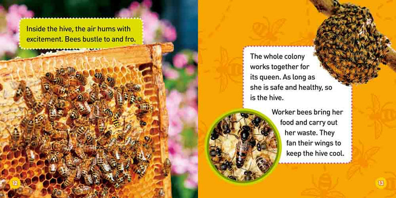 Explore My World: Honey Bees