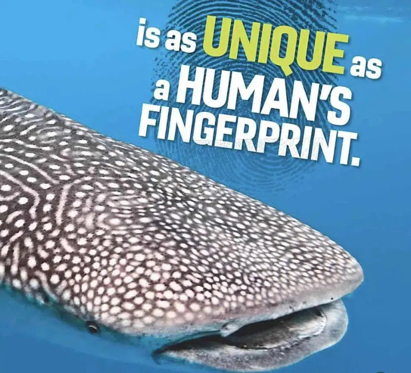 NGK: Weird But True! Sharks-Nonfiction: 動物植物 Animal & Plant-買書書 BuyBookBook