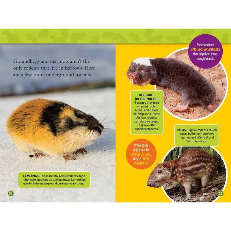 Squeak! (L3) (National Geographic Kids Readers) National Geographic