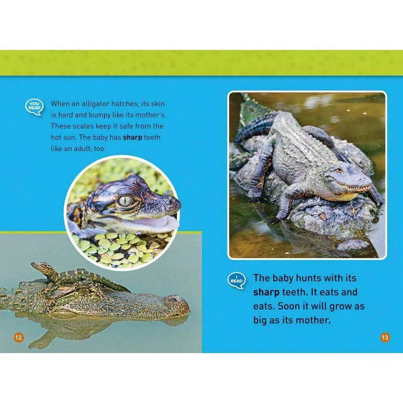 Tadpole to Frog (L1) (National Geographic Kids Readers) National Geographic