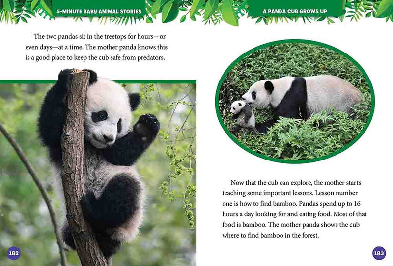 NGK: 5-Minute Baby Animal Stories (National Geographic Kids)-Nonfiction: 動物植物 Animal & Plant-買書書 BuyBookBook