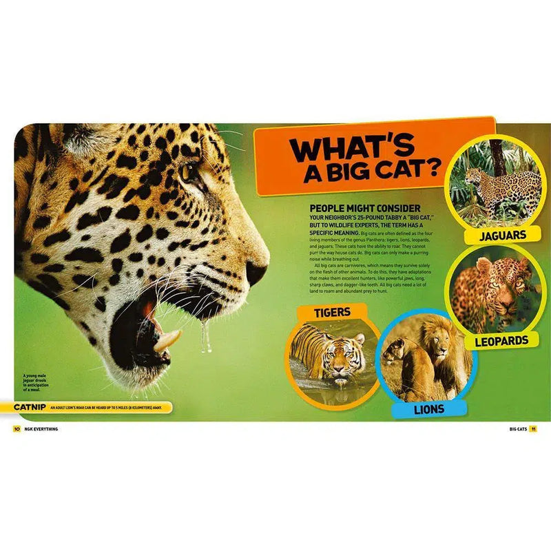 NGK: Everything Big Cats National Geographic