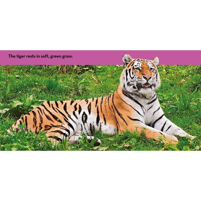 NGK Look and Learn: Big Cats (Board Book) National Geographic