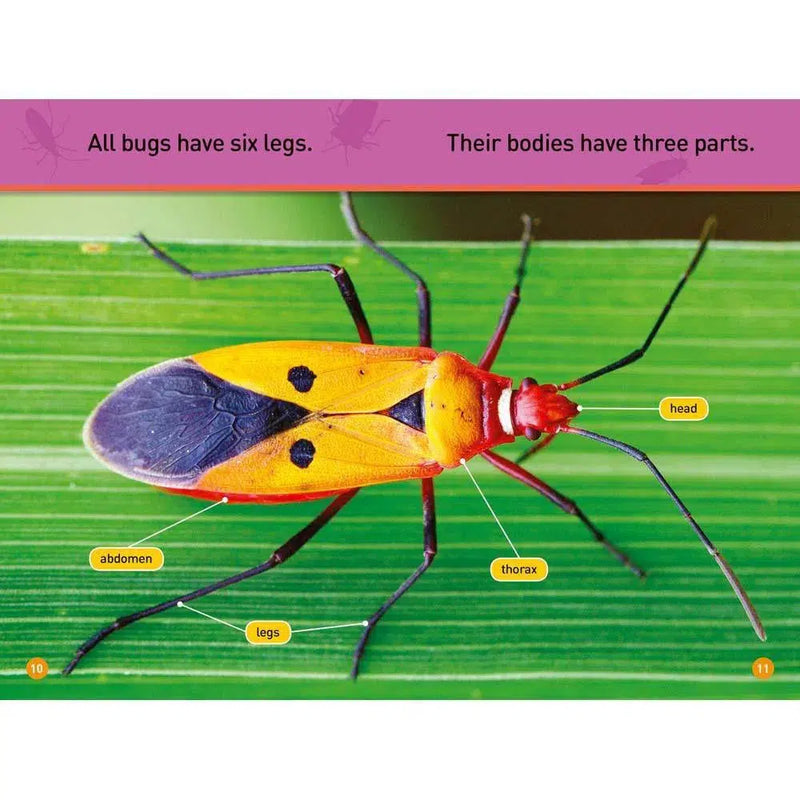 National Geographic Kids Readers: Bugs (Prereader)-Children’s Educational: Language/ literature/ literacy-買書書 BuyBookBook