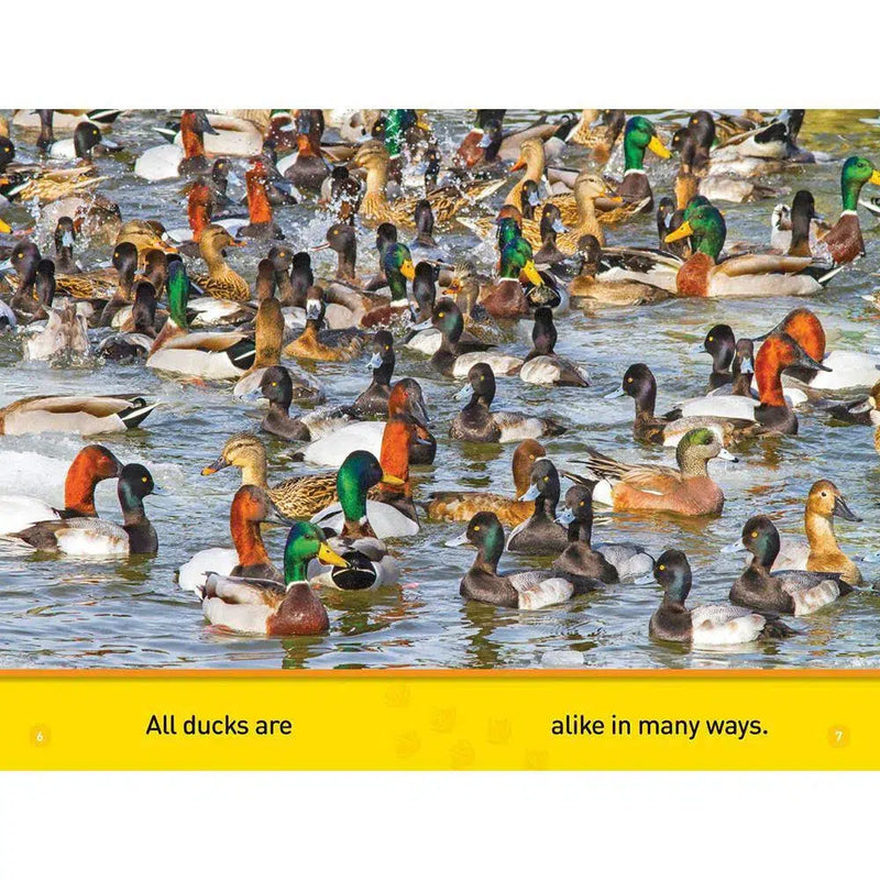 Ducks (L0) (National Geographic Kids Readers) National Geographic