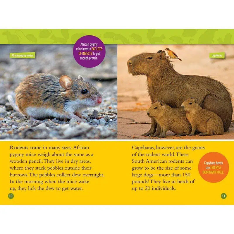 Squeak! (L3) (National Geographic Kids Readers) National Geographic