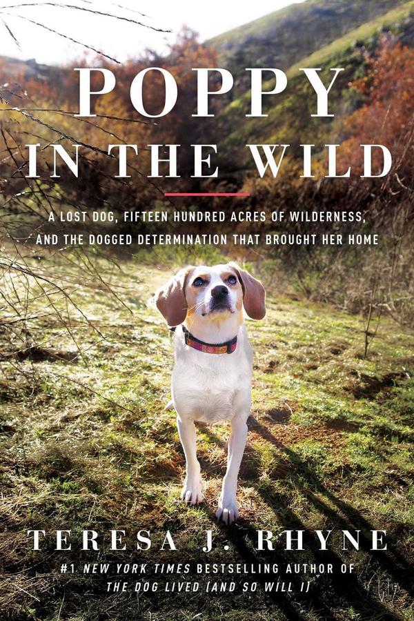 Poppy in the Wild-Nature and the natural world: general interest-買書書 BuyBookBook