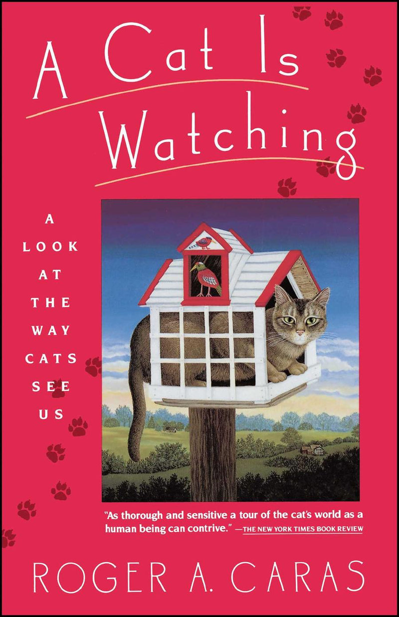 Cat is Watching-Nature and the natural world: general interest-買書書 BuyBookBook