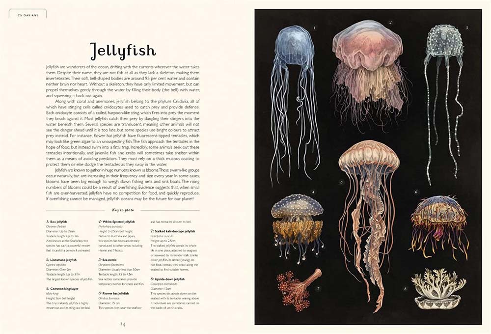 Welcome to the Museum: Oceanarium (Loveday Trinick)-Nonfiction: 參考百科 Reference & Encyclopedia-買書書 BuyBookBook