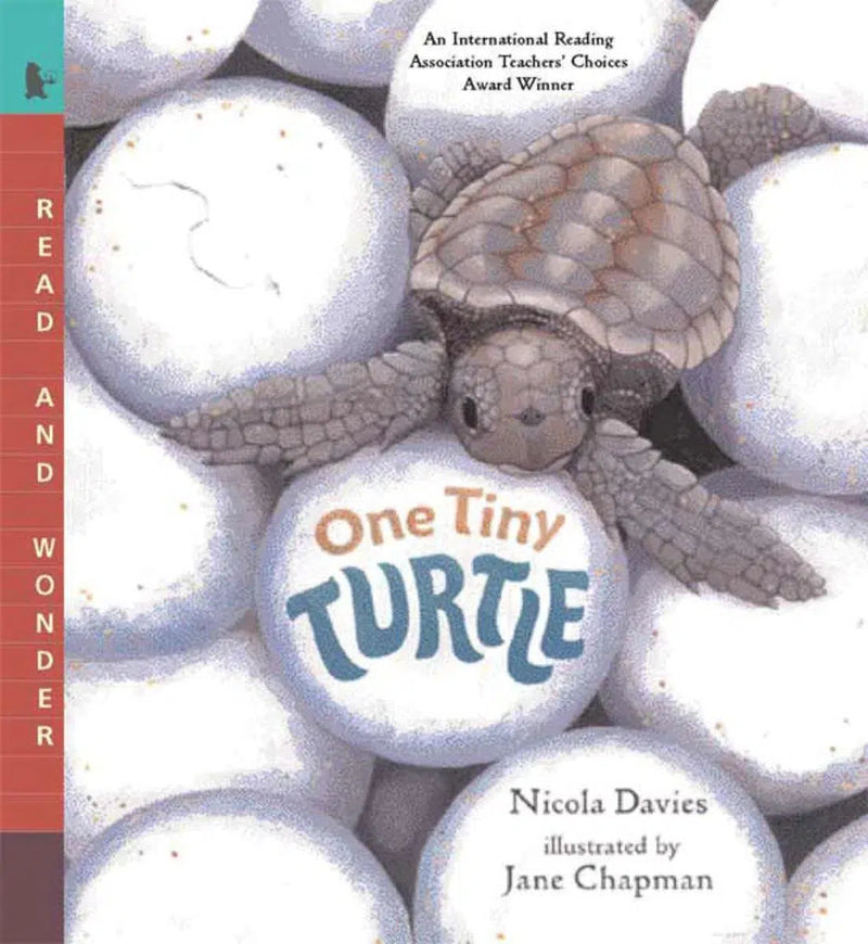 One Tiny Turtle-Children’s / Teenage general interest: Nature and animals-買書書 BuyBookBook