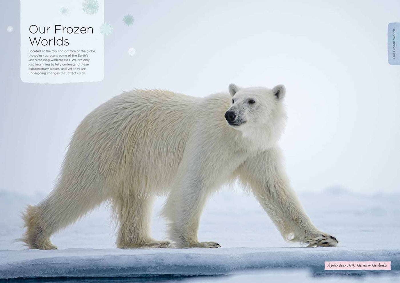 Our Planet, The One Place We All Call Home-Nonfiction: 常識通識 General Knowledge-買書書 BuyBookBook