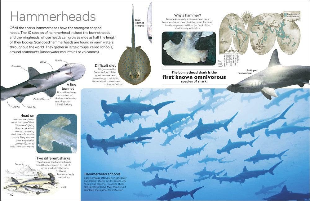 DK Eyewitness Shark (New Edition)-Nonfiction: 動物植物 Animal & Plant-買書書 BuyBookBook