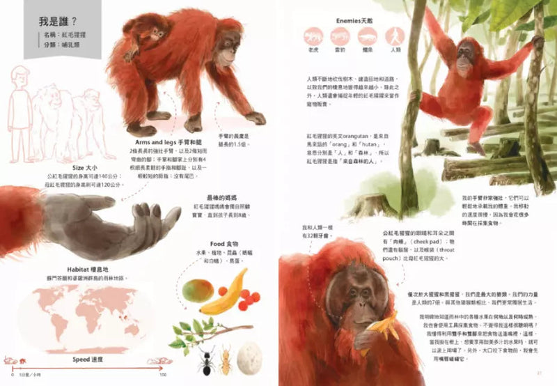 世界上最棒的媽媽和爸爸〔動物繪本圖鑑2〕(隨書加贈可愛動物身高尺海報)-非故事: 動物植物 Animal & Plant-買書書 BuyBookBook