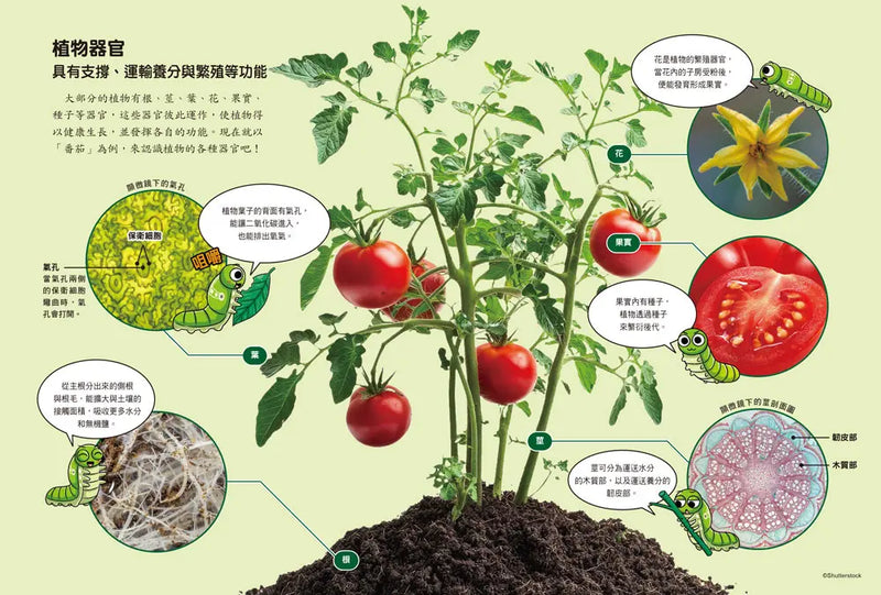 【實驗王特輯】科學實驗王理科關鍵字2：生物（一）附資優學習單-Children’s / Teenage general interest: Science and technology-買書書 BuyBookBook