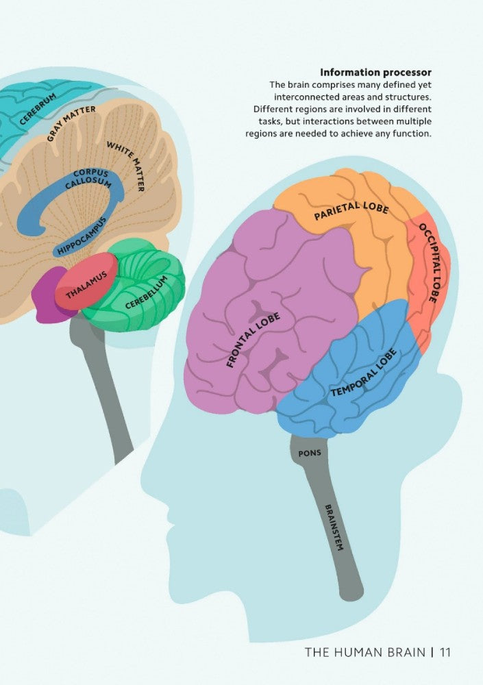 Simply The Brain-Mathematics and Science-買書書 BuyBookBook