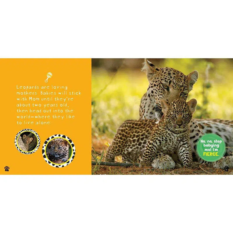 NGK: So Cool! Leopards (Hardback) National Geographic