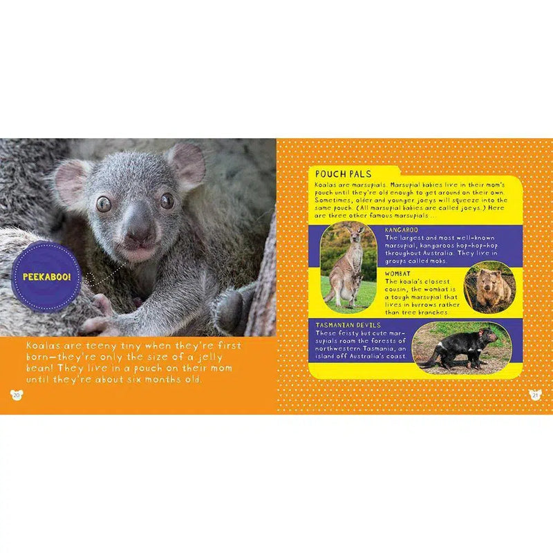 NGK: So Cute! Koalas (Hardback) National Geographic