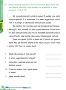 26週小學系列- 英文科閱讀理解 + 模擬試卷 (每冊26個英文文法練習，3份模擬試卷)-補充練習: 英文科 English-買書書 BuyBookBook