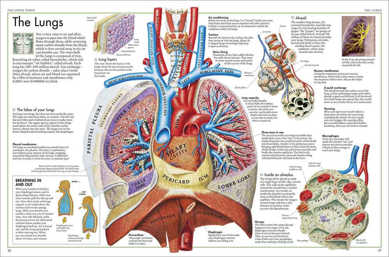 Body Atlas, The - A Pictorial Guide to the Human Body - 買書書 BuyBookBook