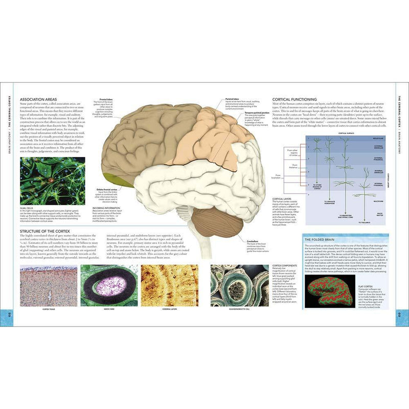 The Brain Book - An Illustrated Guide to its Structure, Functions, and Disorders (Hardback) DK UK