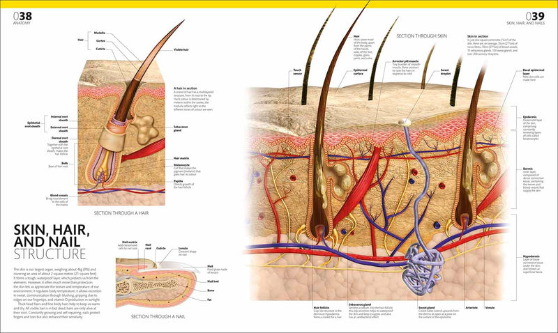 The Complete Human Body-Human biology-買書書 BuyBookBook