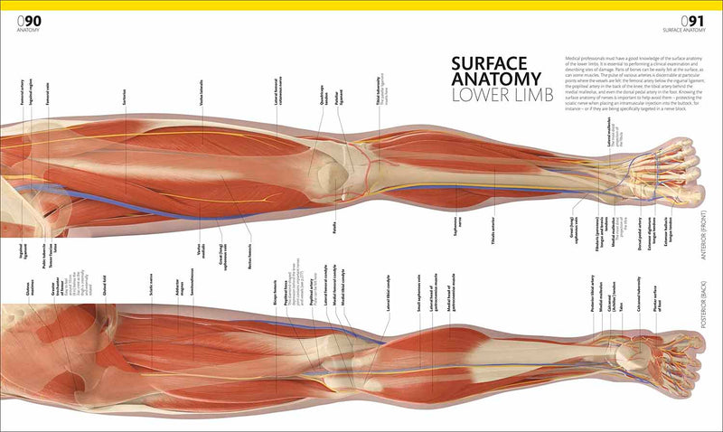 The Complete Human Body-Human biology-買書書 BuyBookBook