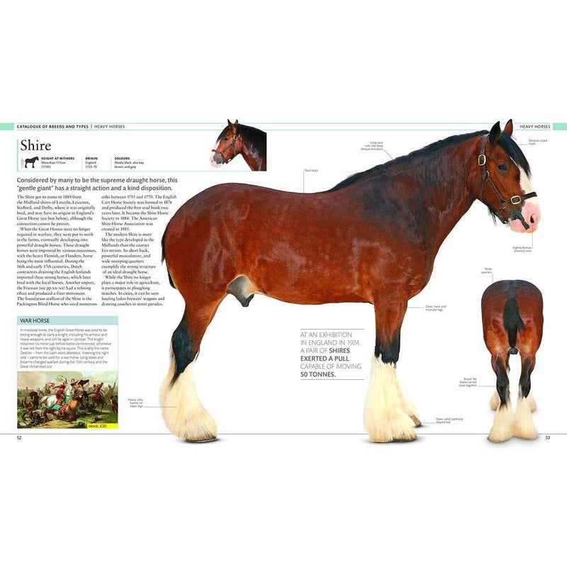 The Horse Encyclopedia (Hardback) DK UK