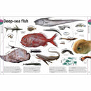 The Animal Book: A Visual Encyclopedia of Life on Earth (Reference) DK UK