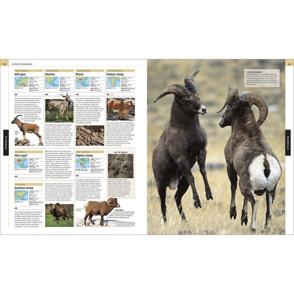 The Definitive Visual Guide - Animal (Hardback) DK UK