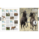 The Definitive Visual Guide - Animal (Hardback) DK UK