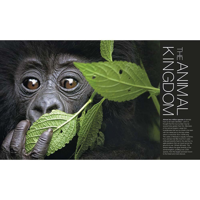 The Definitive Visual Guide - Animal (Hardback) DK UK