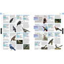 The Definitive Visual Guide - Animal (Hardback) DK UK