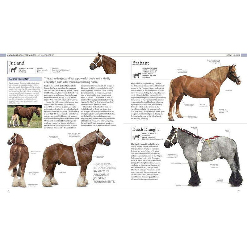 The Horse Encyclopedia (Hardback) DK UK