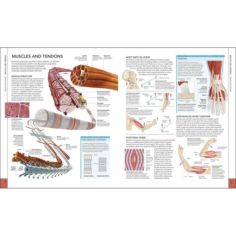 The Human Body Book (Hardback) DK UK