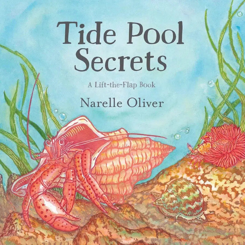 Tide Pool Secrets-Children’s / Teenage general interest: Nature and animals-買書書 BuyBookBook