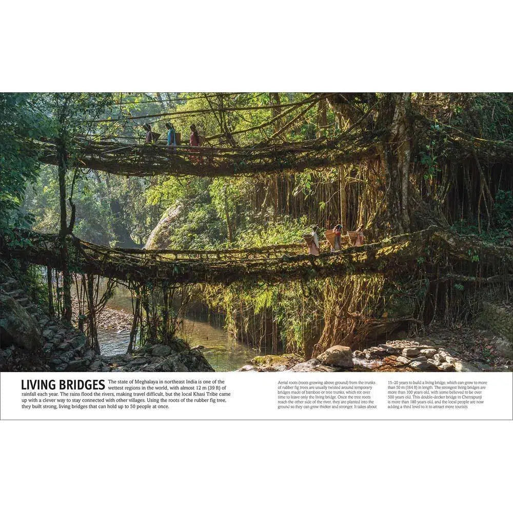 Trees, Leaves, Flowers & Seeds (Hardback) DK UK