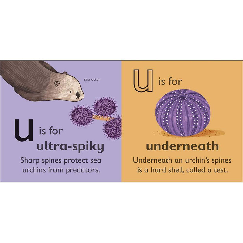 U is for Urchin (Board book) DK UK