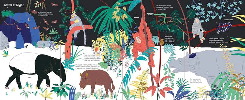 Ultimate Spotlight: Rain Forest Animals (Sandra Laboucarie)-Nonfiction: 動物植物 Animal & Plant-買書書 BuyBookBook