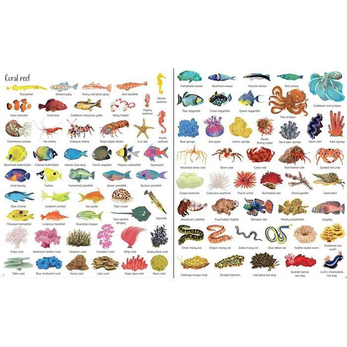 Usborne 1000 Things Under the Sea (New) Usborne