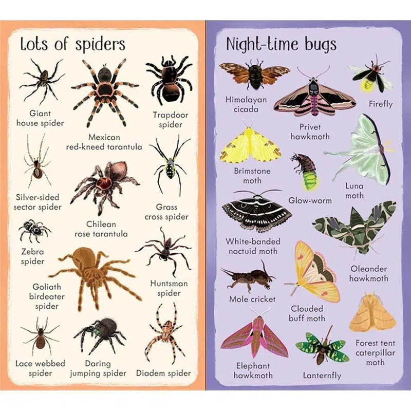 Usborne 199 Bugs Usborne