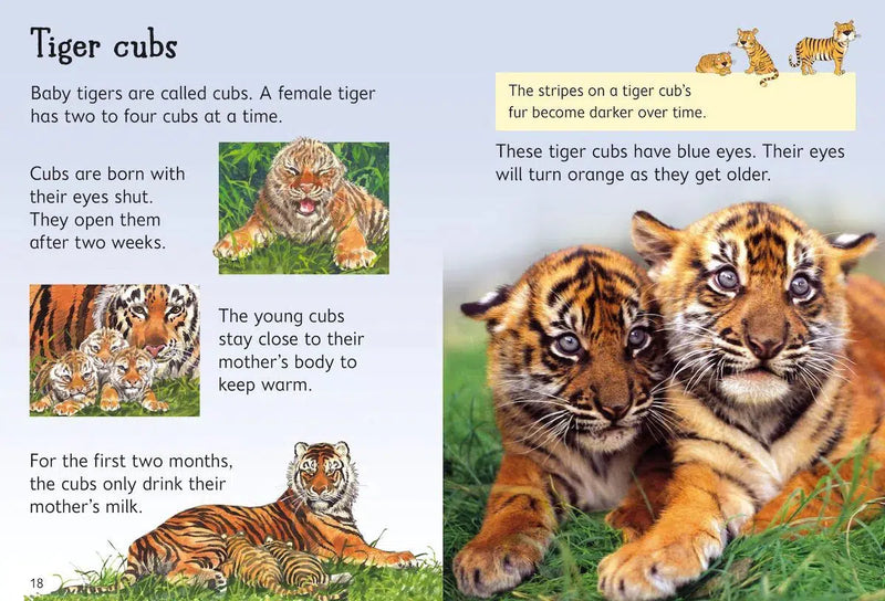 Usborne (正版) Beginners Animals Collection (10 Books) Usborne