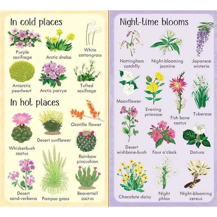 Usborne 199 Flowers Usborne