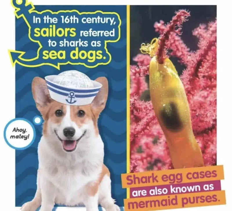 Weird But True Sharks