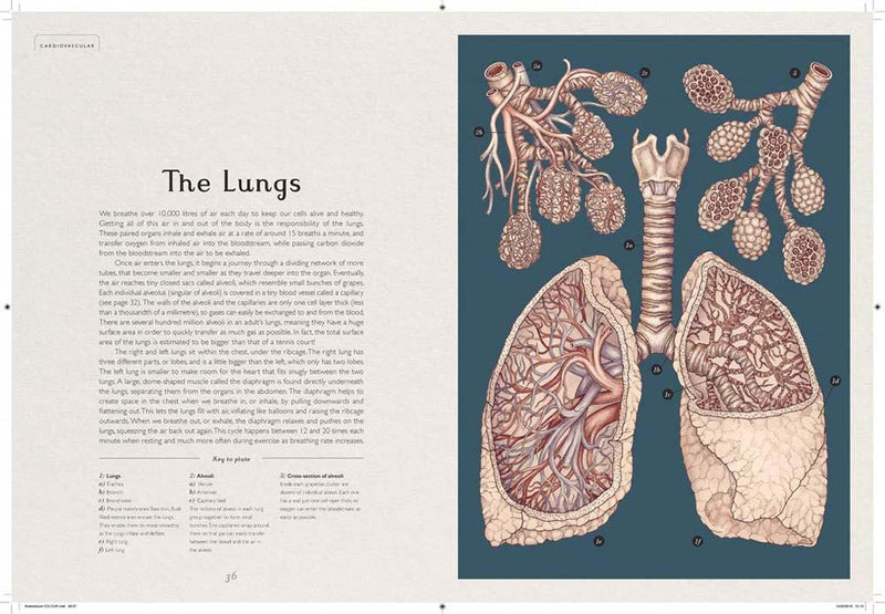 Welcome to the Museum: Anatomicum (Jennifer Z. Paxton)-Nonfiction: 參考百科 Reference & Encyclopedia-買書書 BuyBookBook