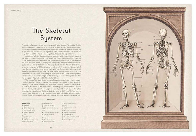 Welcome to the Museum: Anatomicum (Jennifer Z. Paxton)-Nonfiction: 參考百科 Reference & Encyclopedia-買書書 BuyBookBook