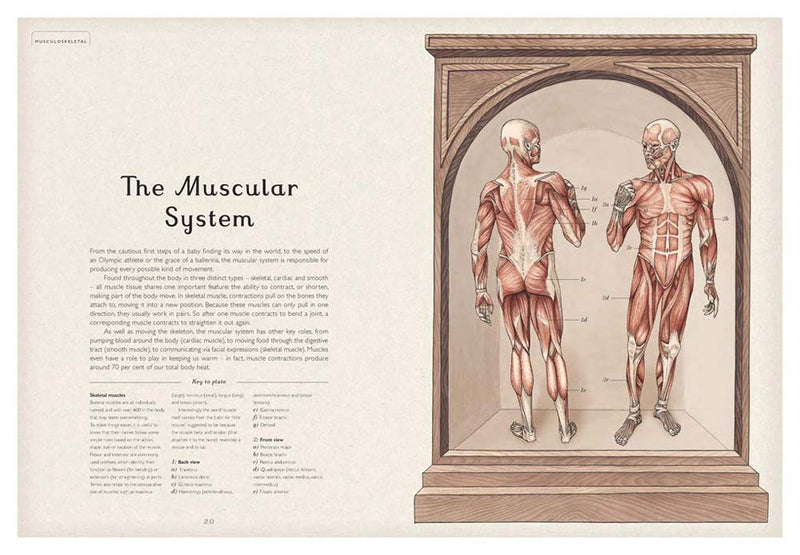 Welcome to the Museum: Anatomicum (Jennifer Z. Paxton)-Nonfiction: 參考百科 Reference & Encyclopedia-買書書 BuyBookBook