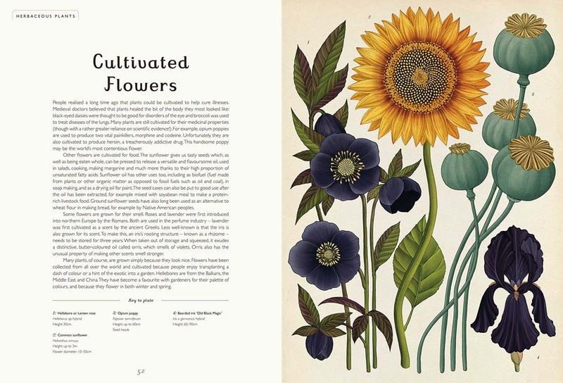 Welcome to the Museum: Botanicum (Kathy Willis)-Nonfiction: 參考百科 Reference & Encyclopedia-買書書 BuyBookBook