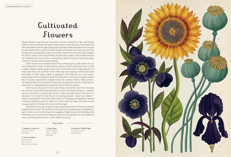 Welcome to the Museum: Botanicum (Kathy Willis)-Nonfiction: 參考百科 Reference & Encyclopedia-買書書 BuyBookBook